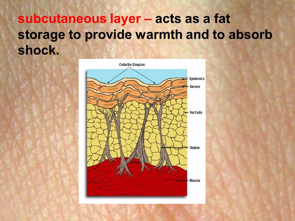 subcutaneous layer – acts as a fat storage to provide warmth and to absorb shock.