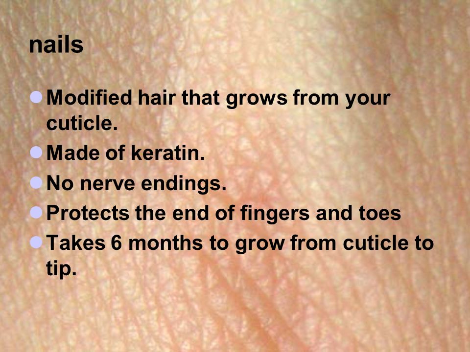 nails Modified hair that grows from your cuticle. Made of keratin.