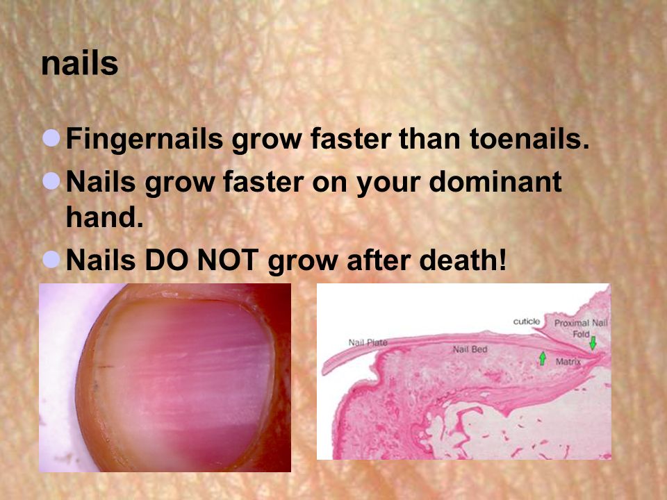 nails Fingernails grow faster than toenails. Nails grow faster on your dominant hand.