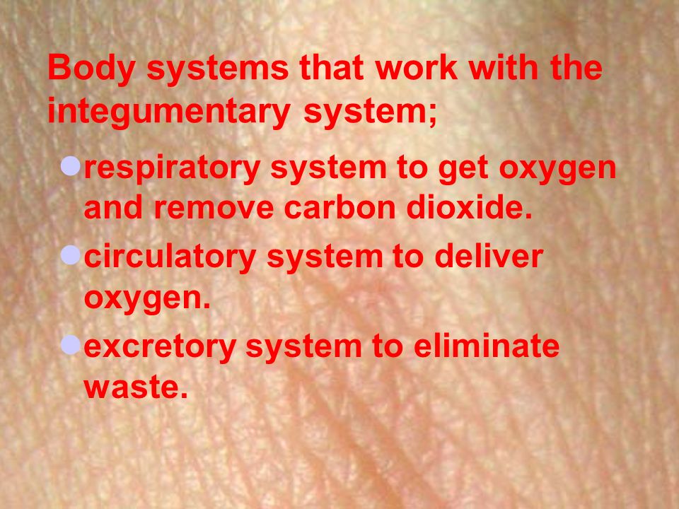 Body systems that work with the integumentary system; respiratory system to get oxygen and remove carbon dioxide.