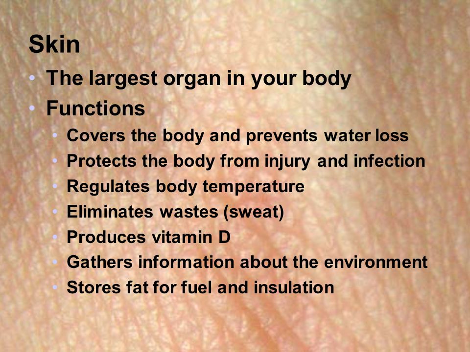Skin The largest organ in your body Functions Covers the body and prevents water loss Protects the body from injury and infection Regulates body temperature Eliminates wastes (sweat) Produces vitamin D Gathers information about the environment Stores fat for fuel and insulation
