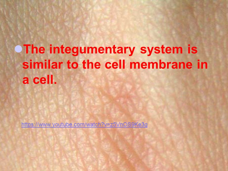 The integumentary system is similar to the cell membrane in a cell.