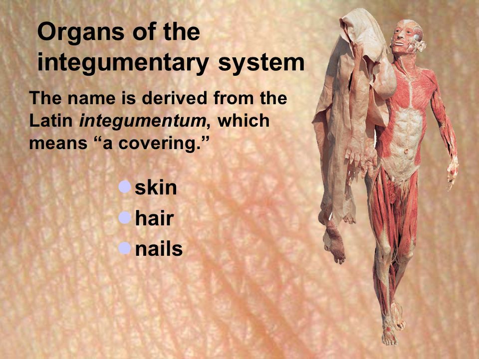 Organs of the integumentary system skin hair nails The name is derived from the Latin integumentum, which means a covering.