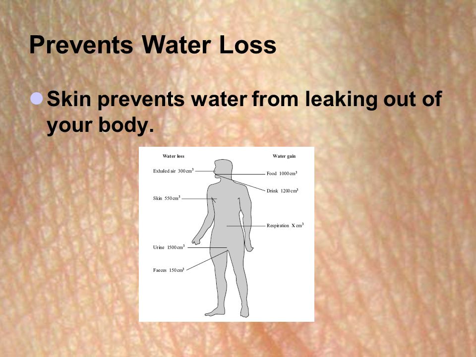 Prevents Water Loss Skin prevents water from leaking out of your body.