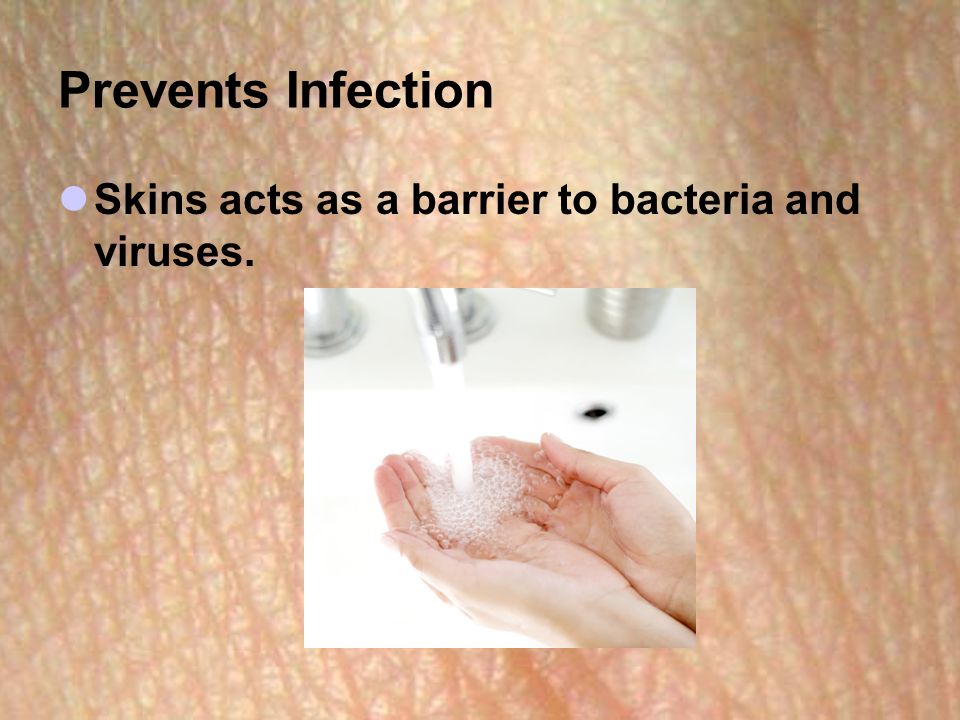 Prevents Infection Skins acts as a barrier to bacteria and viruses.