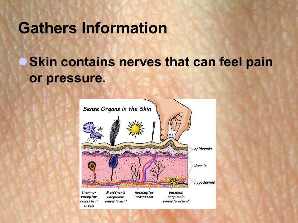 Gathers Information Skin contains nerves that can feel pain or pressure.