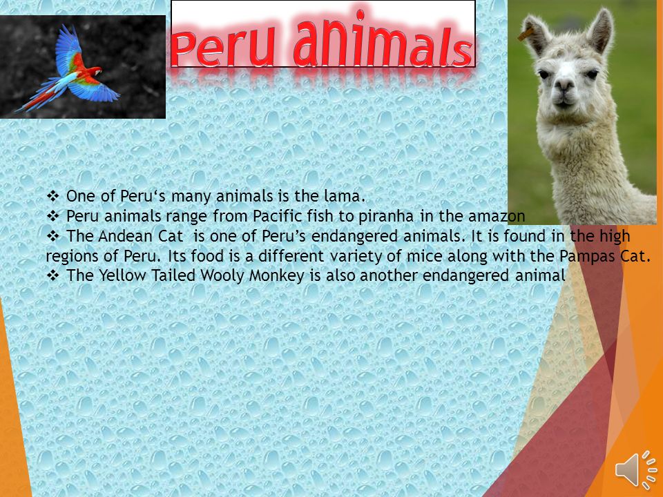 By: Jasmine Price  One of Peru's many animals is the lama.  Peru animals  range from Pacific fish to piranha in the amazon  The Andean Cat is one  of. - ppt download