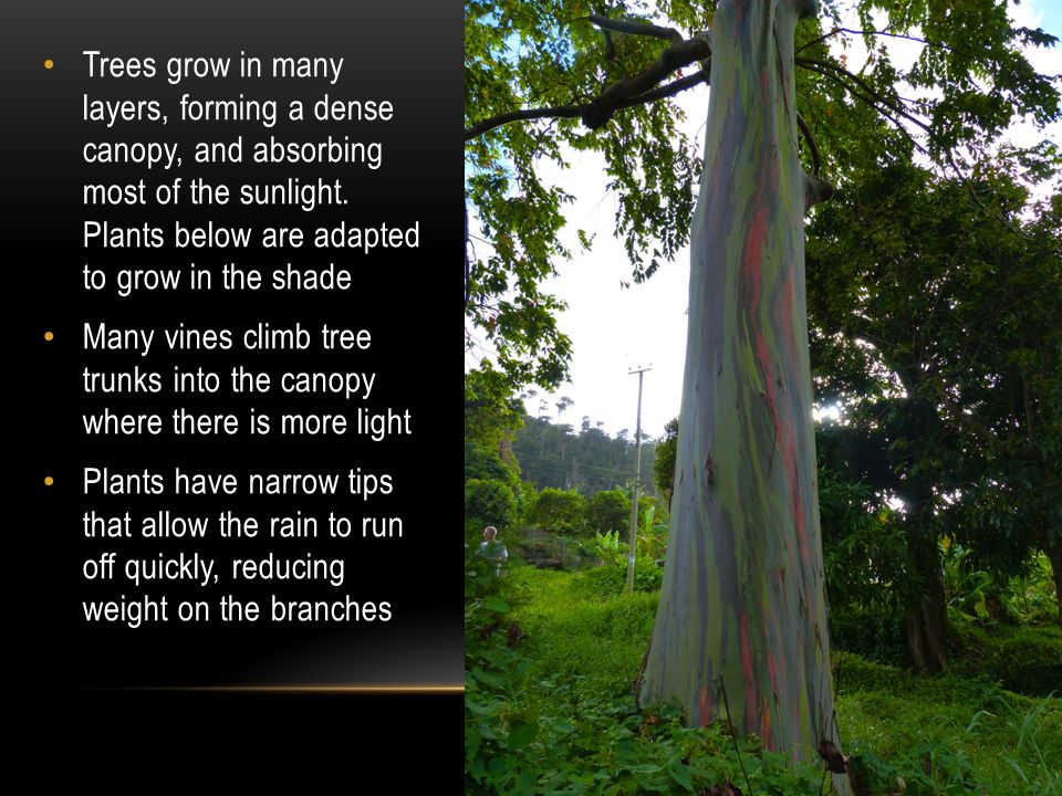 Trees grow in many layers, forming a dense canopy, and absorbing most of the sunlight.