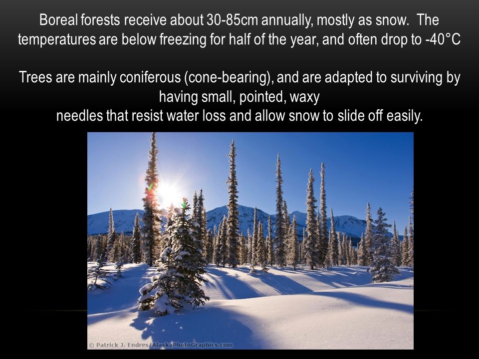Boreal forests receive about 30-85cm annually, mostly as snow.