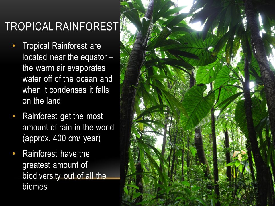 Tropical Rainforest are located near the equator – the warm air evaporates water off of the ocean and when it condenses it falls on the land Rainforest get the most amount of rain in the world (approx.
