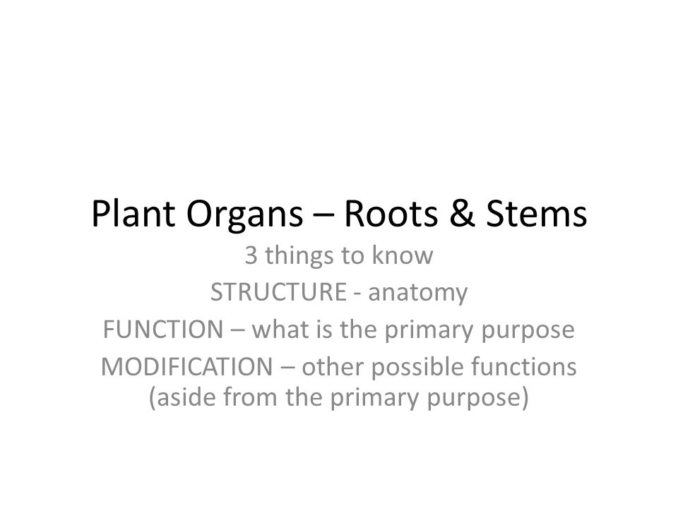 Plant Organs – Roots & Stems 3 things to know STRUCTURE - anatomy FUNCTION – what is the primary purpose MODIFICATION – other possible functions (aside from the primary purpose)