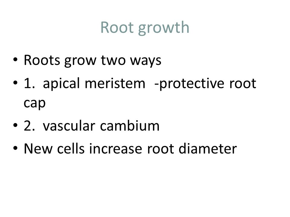 Root growth Roots grow two ways 1. apical meristem -protective root cap 2.