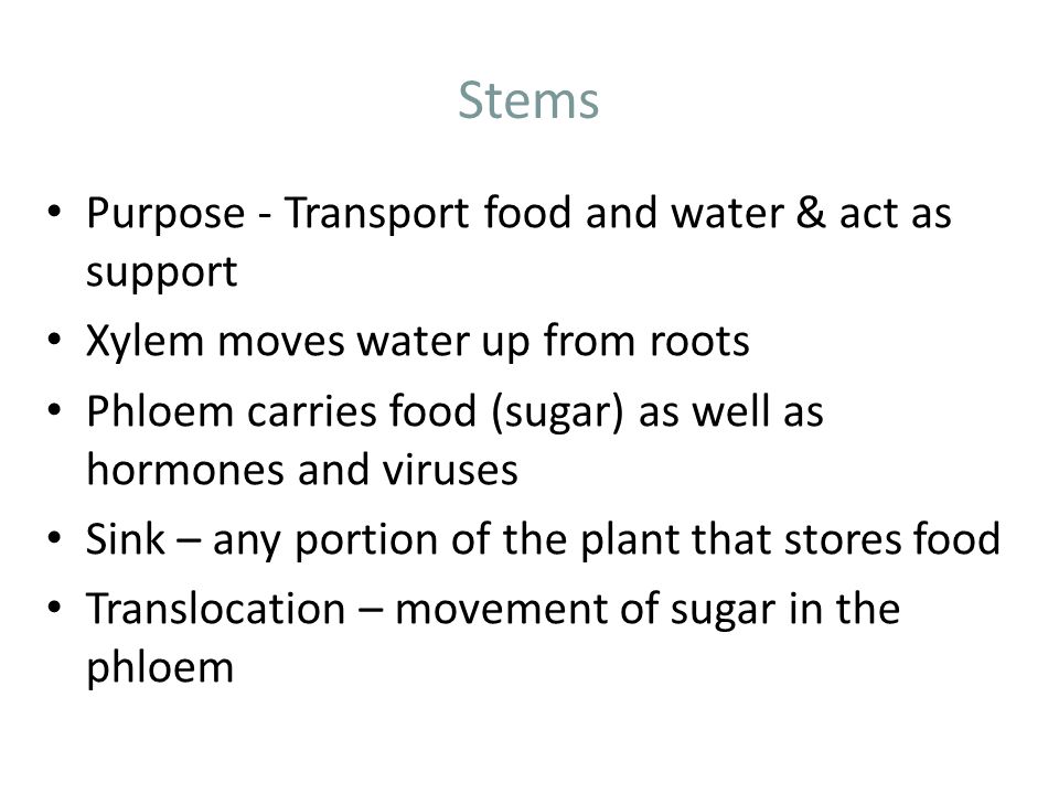 Stems Purpose - Transport food and water & act as support Xylem moves water up from roots Phloem carries food (sugar) as well as hormones and viruses Sink – any portion of the plant that stores food Translocation – movement of sugar in the phloem
