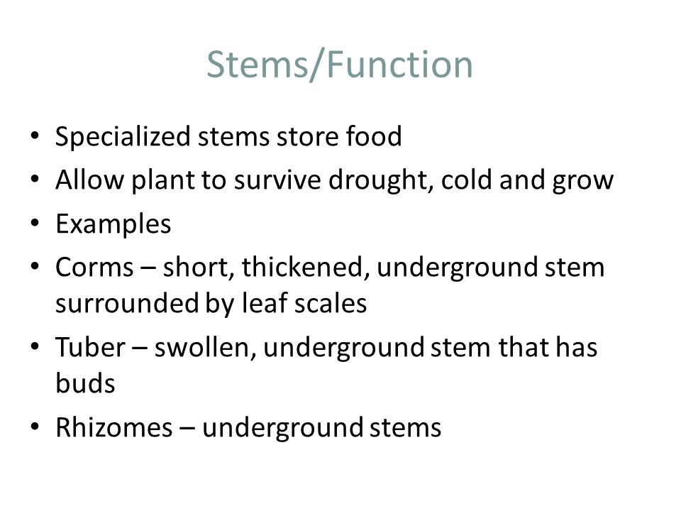 Stems/Function Specialized stems store food Allow plant to survive drought, cold and grow Examples Corms – short, thickened, underground stem surrounded by leaf scales Tuber – swollen, underground stem that has buds Rhizomes – underground stems