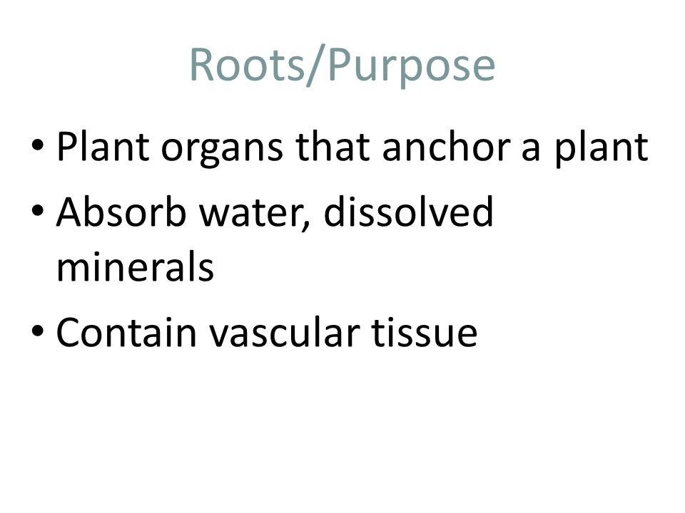 Roots/Purpose Plant organs that anchor a plant Absorb water, dissolved minerals Contain vascular tissue