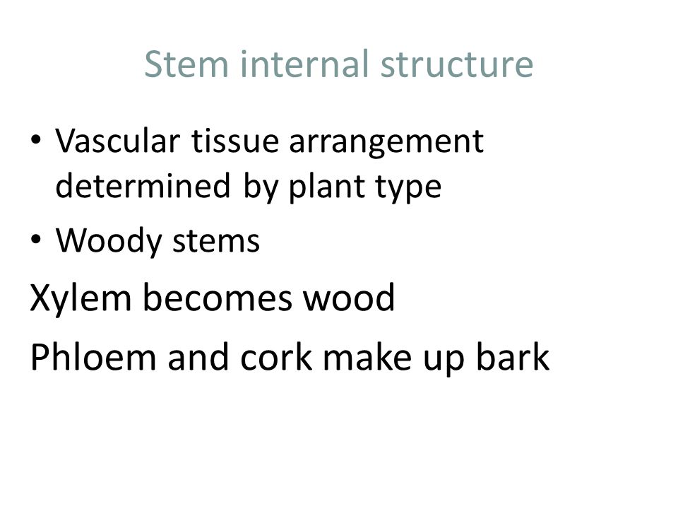 Stem internal structure Vascular tissue arrangement determined by plant type Woody stems Xylem becomes wood Phloem and cork make up bark