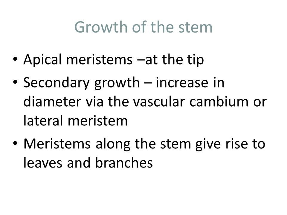 Growth of the stem Apical meristems –at the tip Secondary growth – increase in diameter via the vascular cambium or lateral meristem Meristems along the stem give rise to leaves and branches