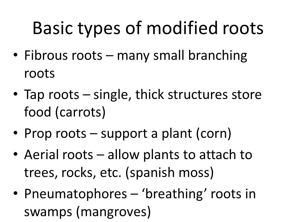 Basic types of modified roots Fibrous roots – many small branching roots Tap roots – single, thick structures store food (carrots) Prop roots – support a plant (corn) Aerial roots – allow plants to attach to trees, rocks, etc.