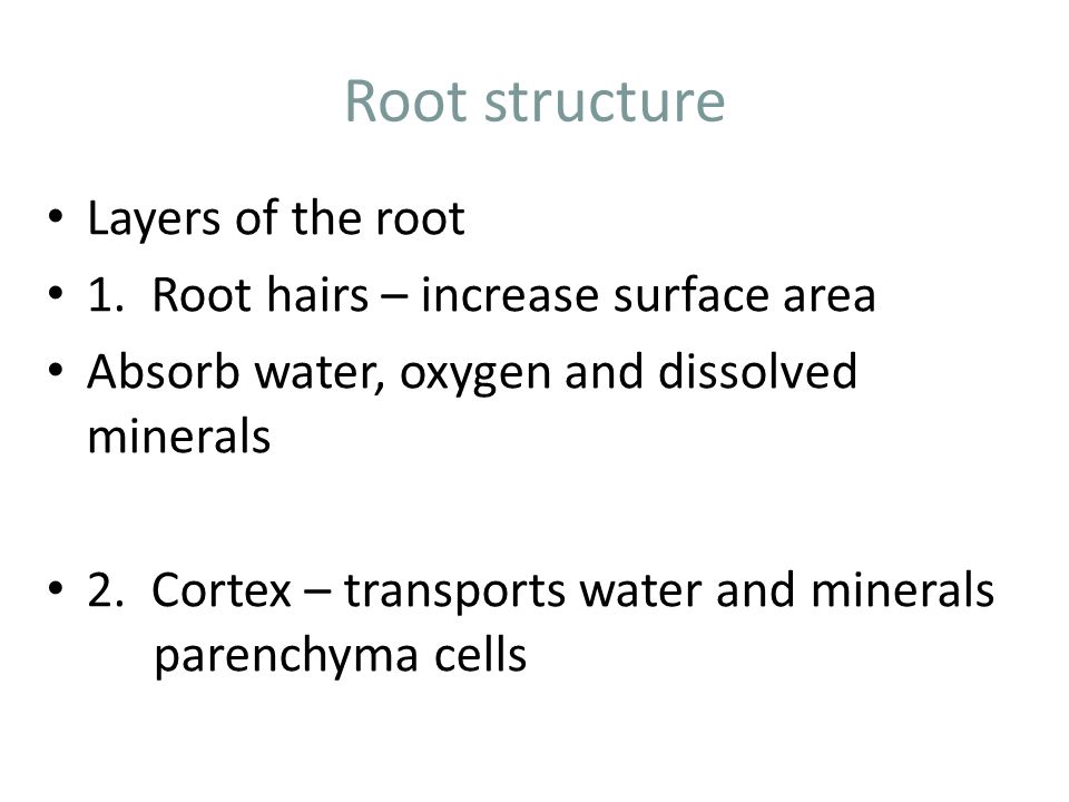 Root structure Layers of the root 1.