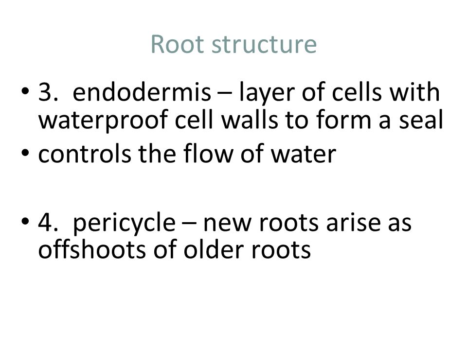 Root structure 3.