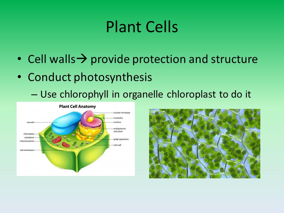 Plant Cells Cell walls  provide protection and structure Conduct photosynthesis – Use chlorophyll in organelle chloroplast to do it