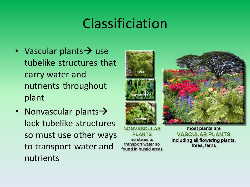 Classificiation Vascular plants  use tubelike structures that carry water and nutrients throughout plant Nonvascular plants  lack tubelike structures so must use other ways to transport water and nutrients