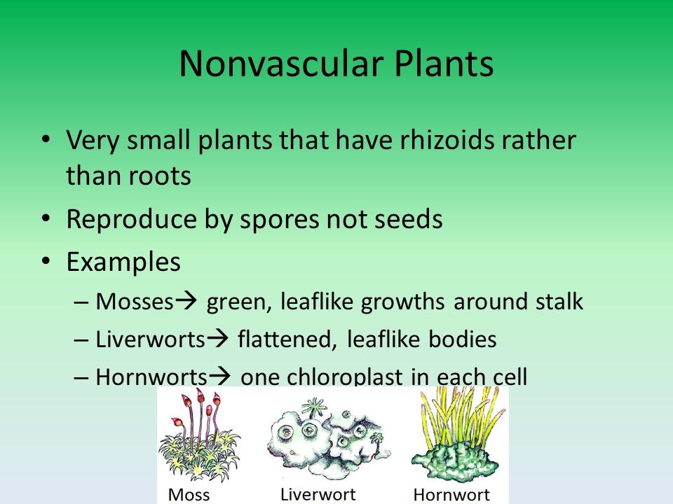 Nonvascular Plants Very small plants that have rhizoids rather than roots Reproduce by spores not seeds Examples – Mosses  green, leaflike growths around stalk – Liverworts  flattened, leaflike bodies – Hornworts  one chloroplast in each cell