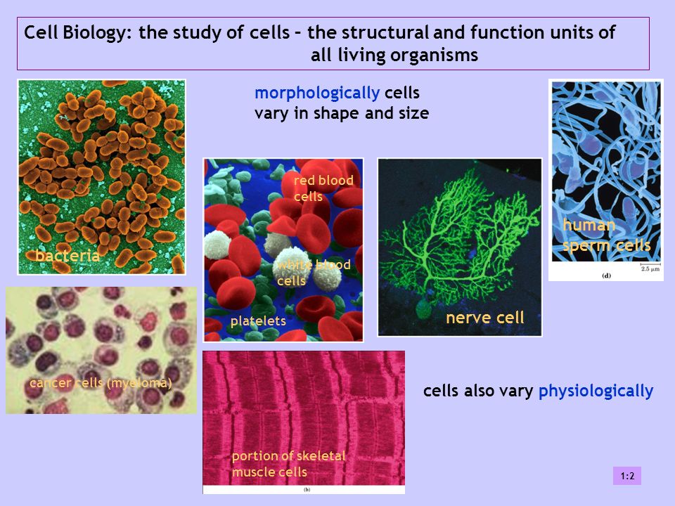 studying the structure of cells studying the structure of cells