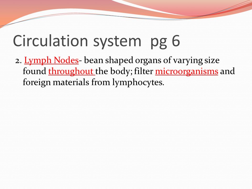 Circulation system pg 6 2.