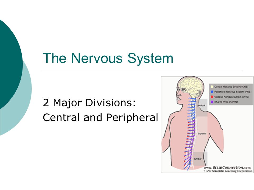 The Nervous System 2 Major Divisions: Central and Peripheral