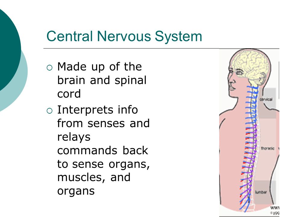 Central Nervous System  Made up of the brain and spinal cord  Interprets info from senses and relays commands back to sense organs, muscles, and organs