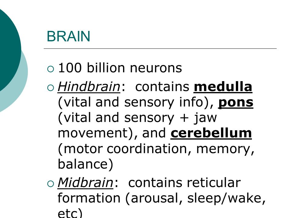 BRAIN  100 billion neurons  Hindbrain: contains medulla (vital and sensory info), pons (vital and sensory + jaw movement), and cerebellum (motor coordination, memory, balance)  Midbrain: contains reticular formation (arousal, sleep/wake, etc)