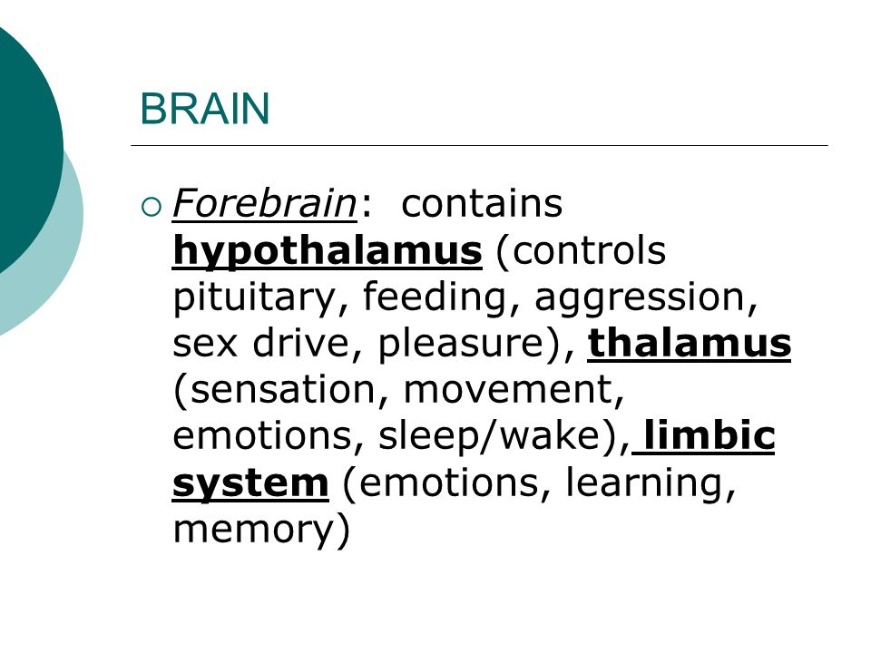 BRAIN  Forebrain: contains hypothalamus (controls pituitary, feeding, aggression, sex drive, pleasure), thalamus (sensation, movement, emotions, sleep/wake), limbic system (emotions, learning, memory)