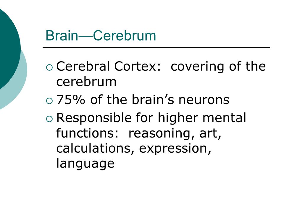 Brain—Cerebrum  Cerebral Cortex: covering of the cerebrum  75% of the brain’s neurons  Responsible for higher mental functions: reasoning, art, calculations, expression, language
