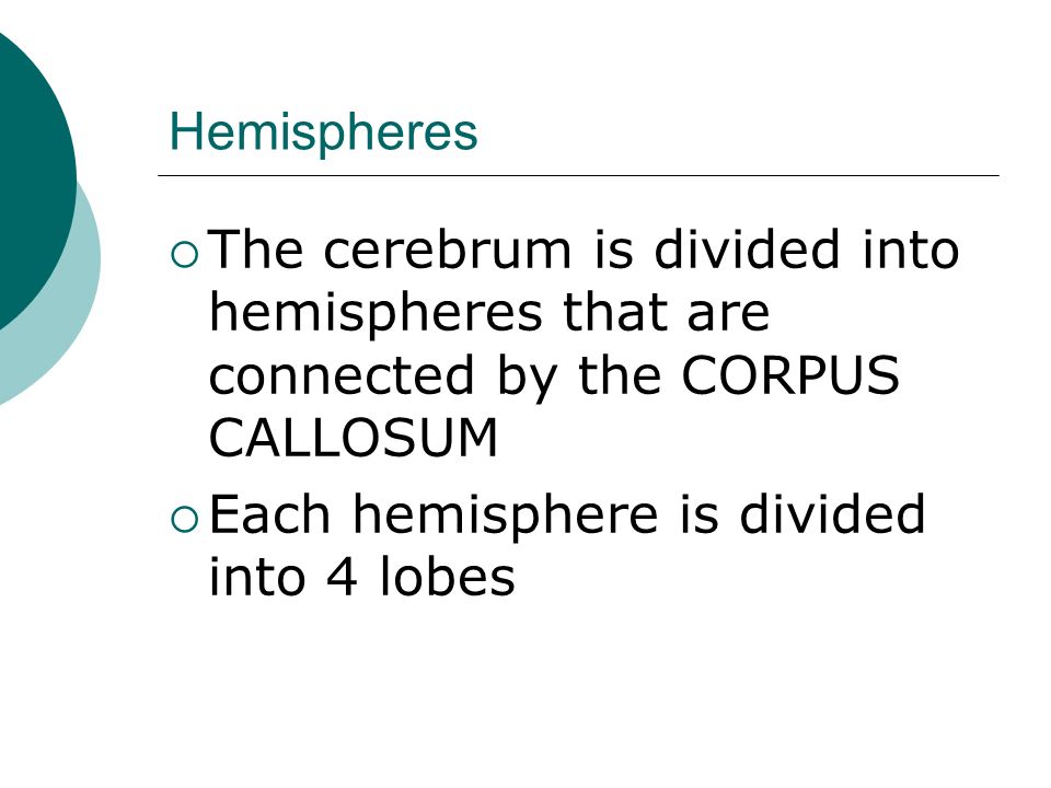 Hemispheres  The cerebrum is divided into hemispheres that are connected by the CORPUS CALLOSUM  Each hemisphere is divided into 4 lobes