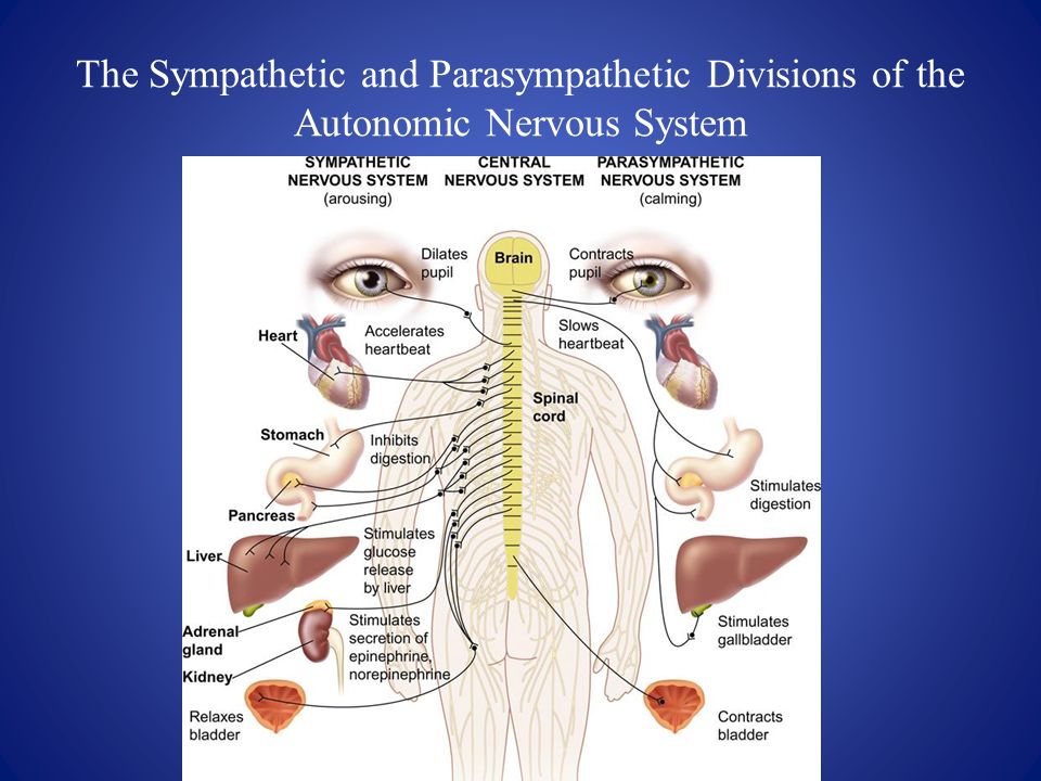 The Sympathetic and Parasympathetic Divisions of the Autonomic Nervous System