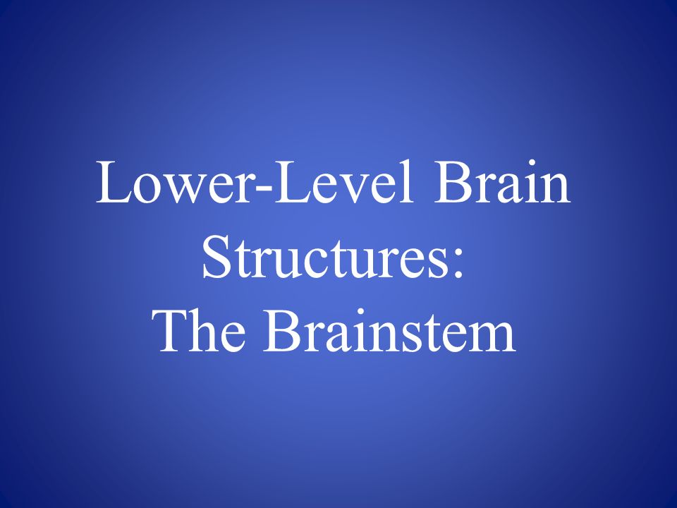 Lower-Level Brain Structures: The Brainstem