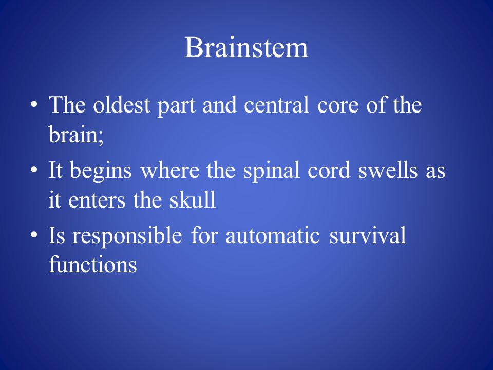 Brainstem The oldest part and central core of the brain; It begins where the spinal cord swells as it enters the skull Is responsible for automatic survival functions