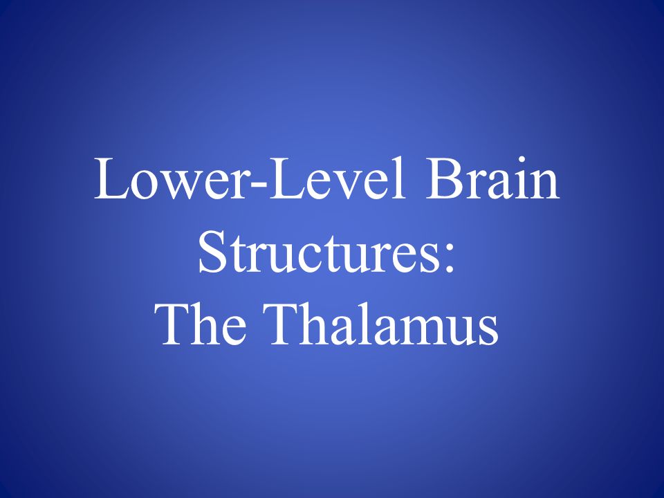 Lower-Level Brain Structures: The Thalamus
