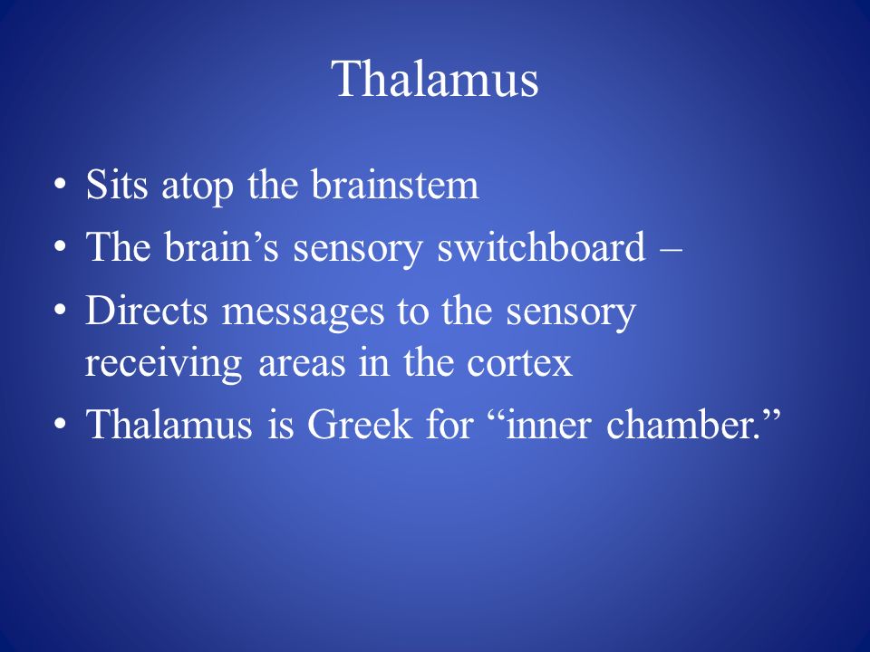Thalamus Sits atop the brainstem The brain’s sensory switchboard – Directs messages to the sensory receiving areas in the cortex Thalamus is Greek for inner chamber.