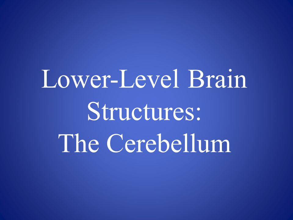 Lower-Level Brain Structures: The Cerebellum