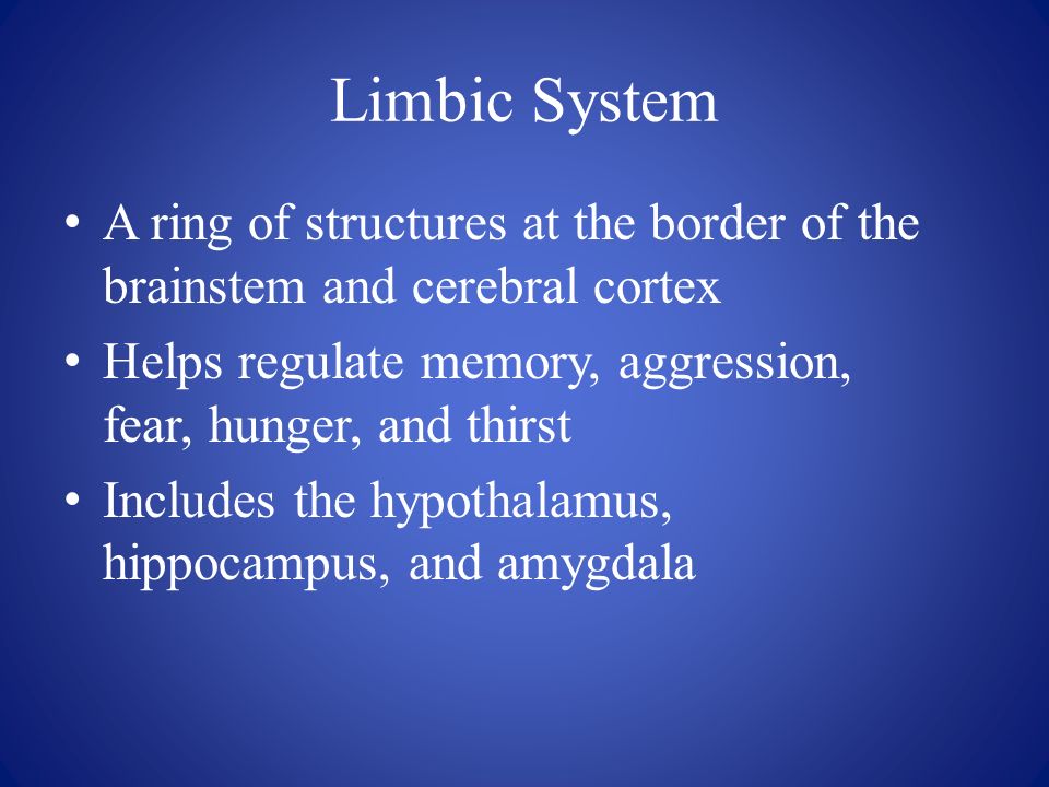 Limbic System A ring of structures at the border of the brainstem and cerebral cortex Helps regulate memory, aggression, fear, hunger, and thirst Includes the hypothalamus, hippocampus, and amygdala