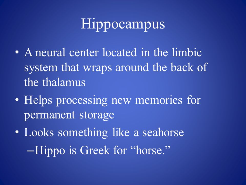 Hippocampus A neural center located in the limbic system that wraps around the back of the thalamus Helps processing new memories for permanent storage Looks something like a seahorse – Hippo is Greek for horse.