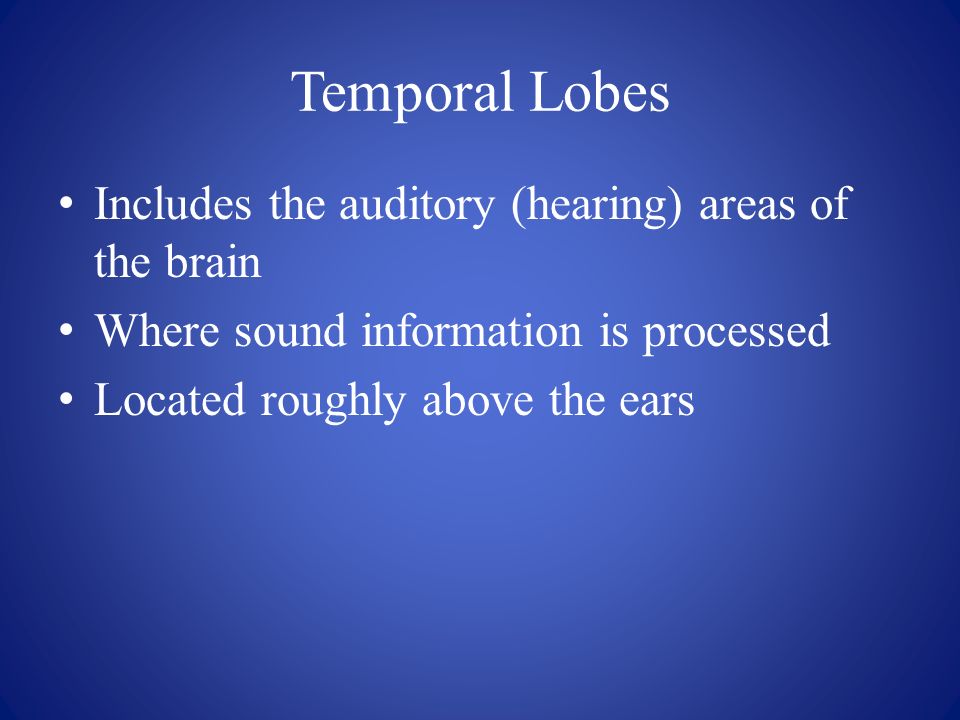 Temporal Lobes Includes the auditory (hearing) areas of the brain Where sound information is processed Located roughly above the ears