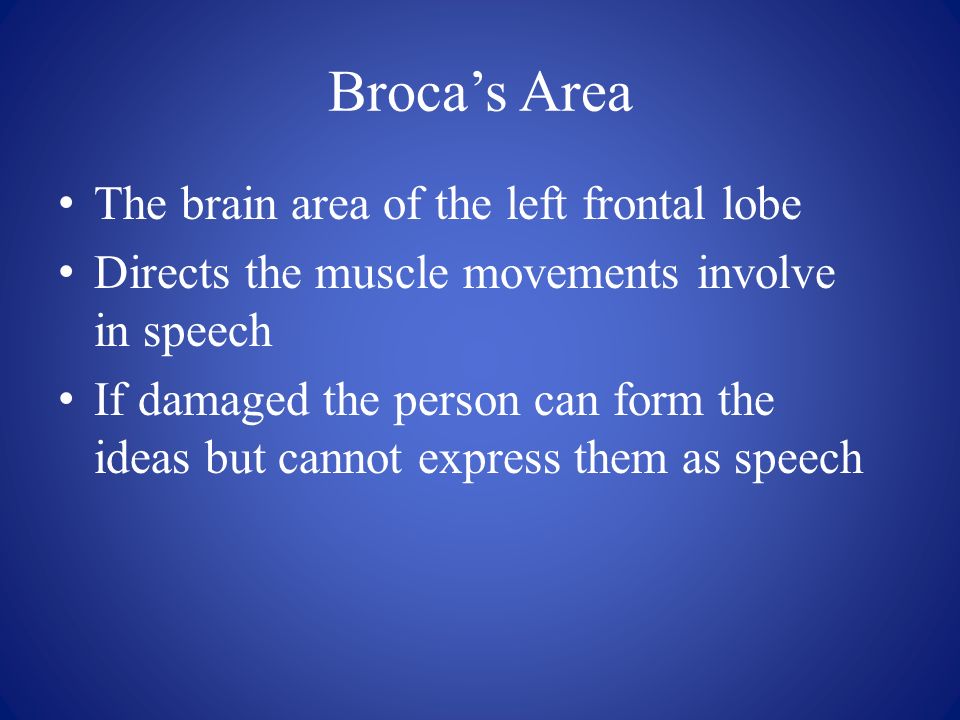Broca’s Area The brain area of the left frontal lobe Directs the muscle movements involve in speech If damaged the person can form the ideas but cannot express them as speech