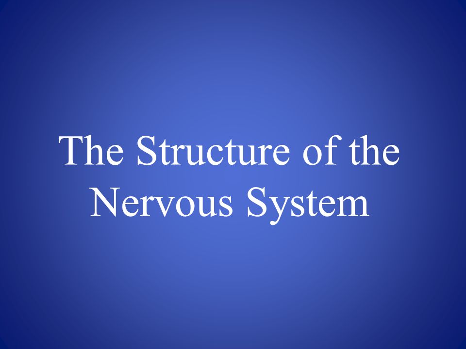 The Structure of the Nervous System