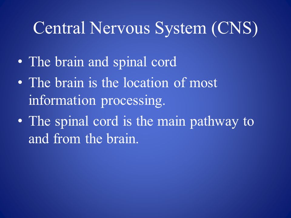 Central Nervous System (CNS) The brain and spinal cord The brain is the location of most information processing.