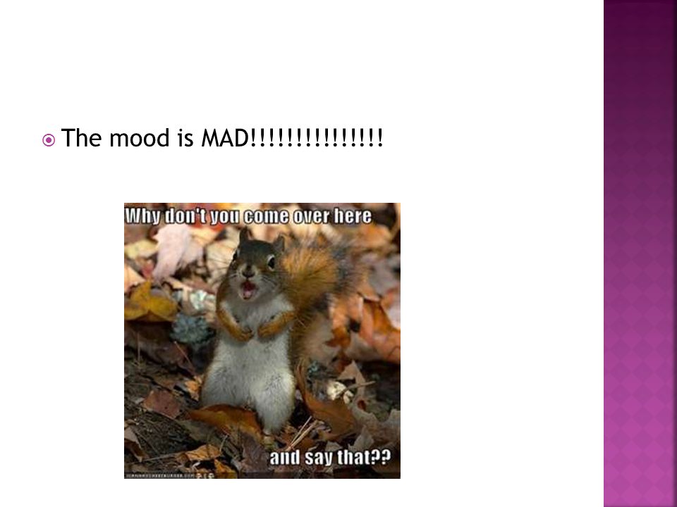  The mood is MAD!!!!!!!!!!!!!!!