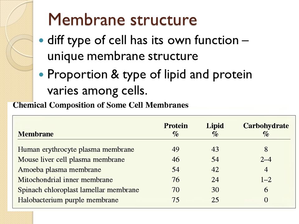 Membrane structure diff type of cell has its own function – unique membrane structure Proportion & type of lipid and protein varies among cells.