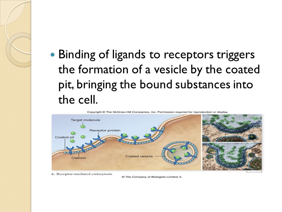 Binding of ligands to receptors triggers the formation of a vesicle by the coated pit, bringing the bound substances into the cell.
